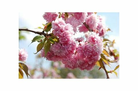 Třešeň japonská Kiku Shidare (sakura) na kmínku 180/200 cm, v květináči Prunus serrulata Kiku Shidare Sakura